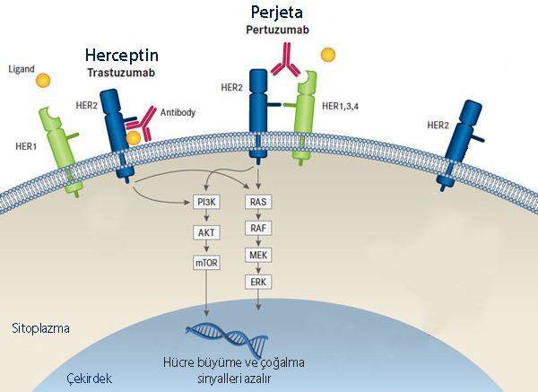 trastuzumab herceptin pertuzumab perjeta etki mekanizması