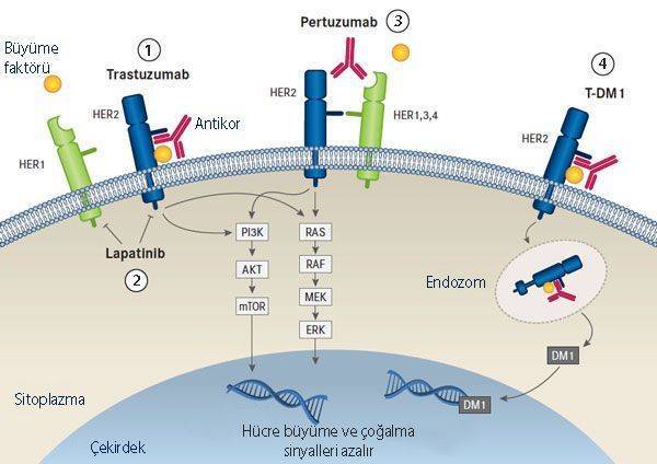 trastuzumab herceptin pertuzumab perjeta lapatinib tykerb t dm1 ado trastuzumab emtansine meme kans