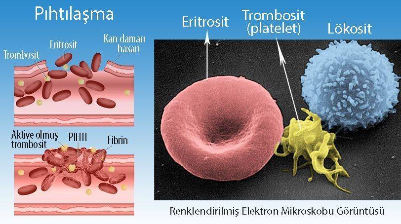 trombosit elektron mikroskop görüntüsü pıhtılaşma nasıl olur