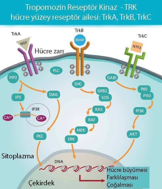 tropomozin reseptör kinaz ailesi TRK füzyon proteinleri