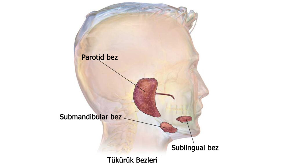 tukuruk bezi nedir anatomik yerlesimleri parotis submandibular sublingual
