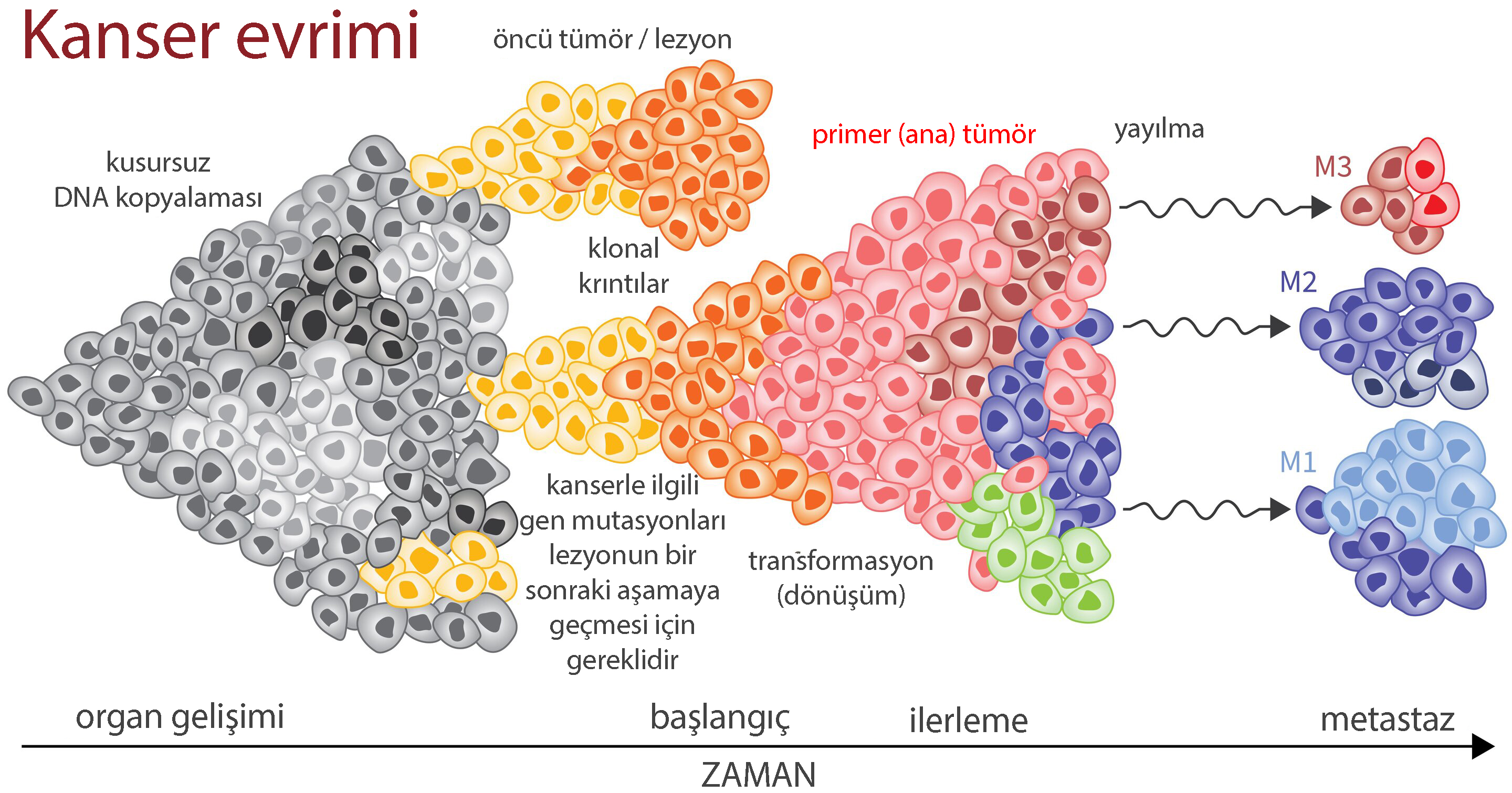 tümör nasıl evrilir kanserin evrimi