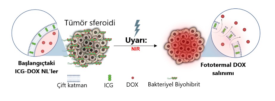 Uyaranlara duyarlı ICG DOX NL taşıyan bakteriyel biyohibritler tümör sferoidlerine göç eder 