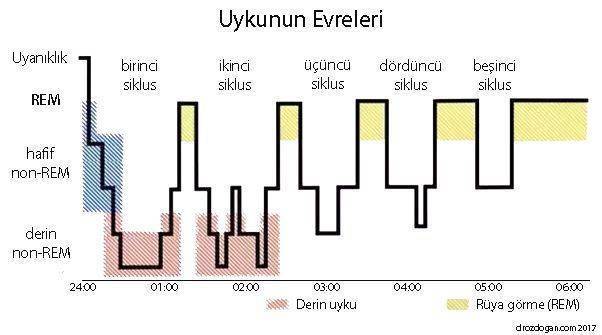 uykunun evreleri uyku siklusları