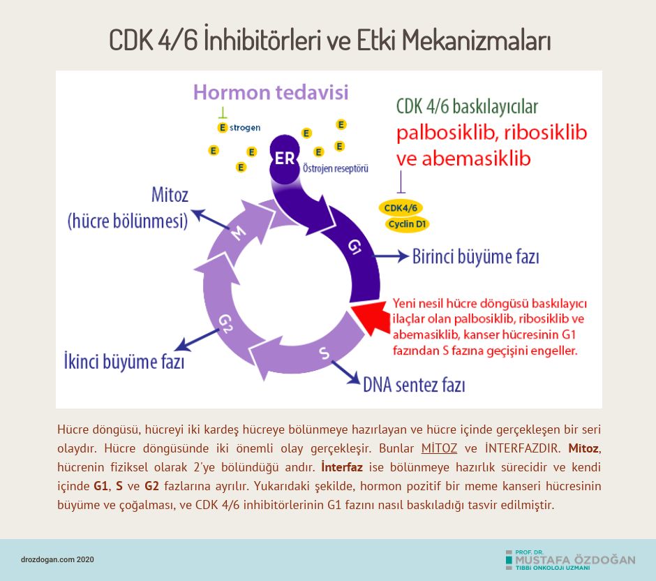 valamor ribosiklib cdk 4 6 inhibitorleri cesitleri ve etki mekanizmasi