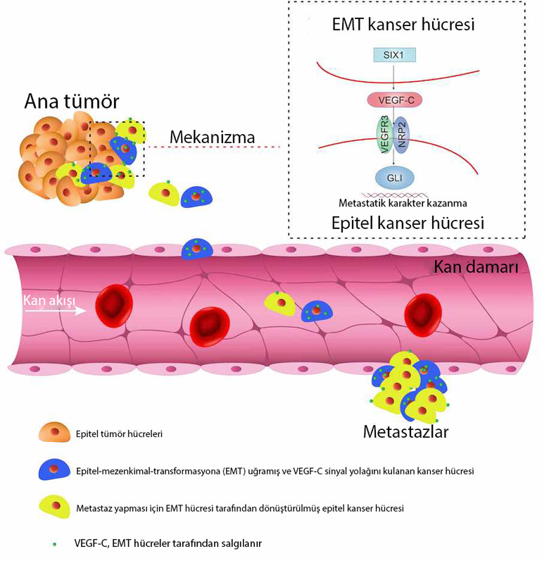 VEGF C sinyal yolağı üzerinden birbiri ile konuşan kanser hücreleri metastaz emt