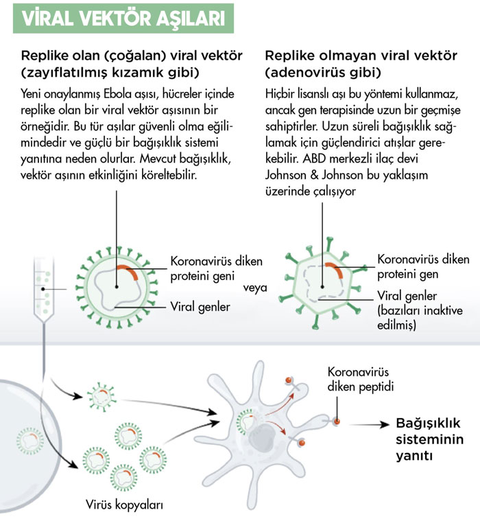 viral vektör koronavirüs aşıları adenovirüs j j astrazeneca sputnic v