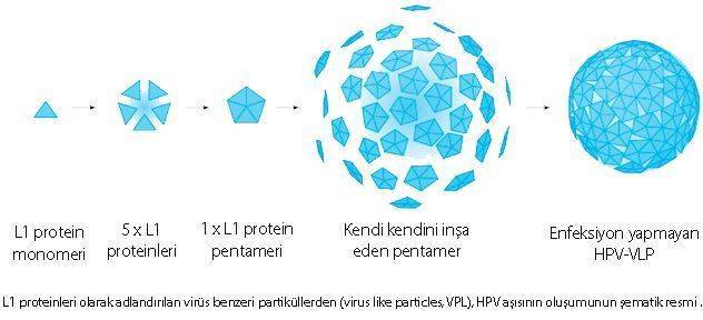 virus like particle virüs benzeri protein L1 HPV aşısı etki mekanizması