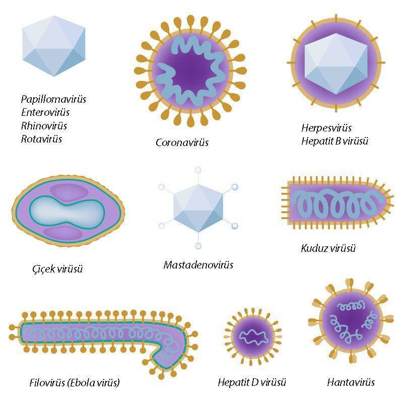 virüs türlerinin yapısına örnekler