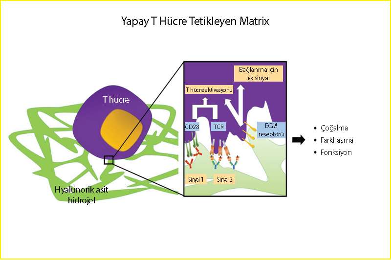yapay t hücre üreten matrix