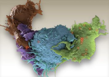 Yeni Bir Bağışıklık Sistemi Hücresi Keşfedildi: Fosfolipid Reaktif T Hücre