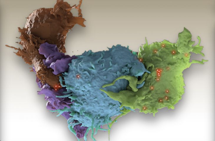 Yeni bir bağışıklık sistemi hücresi keşfedildi: Fosfolipid reaktif T hücre