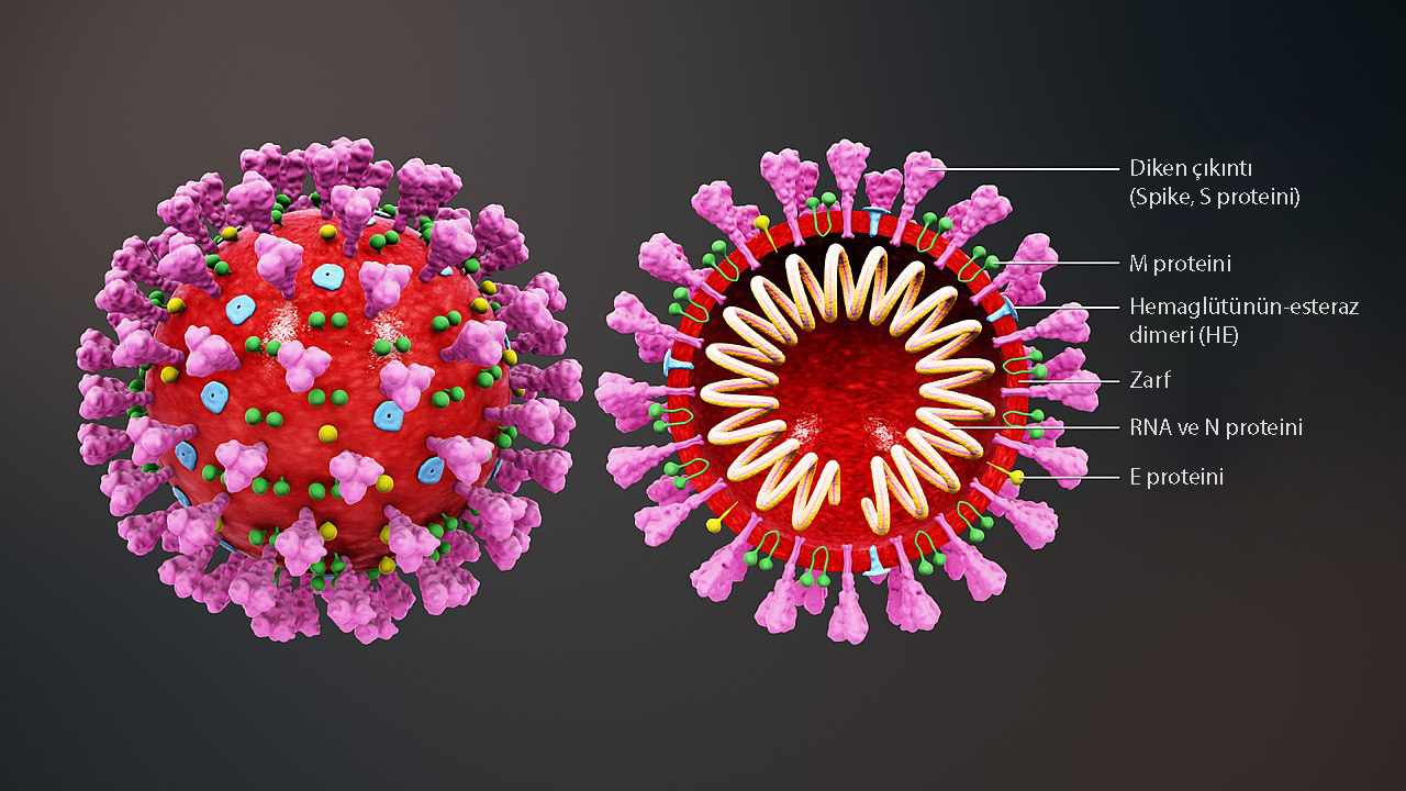 yeni koronavirüs sars cov 2 yapısı nasıldır