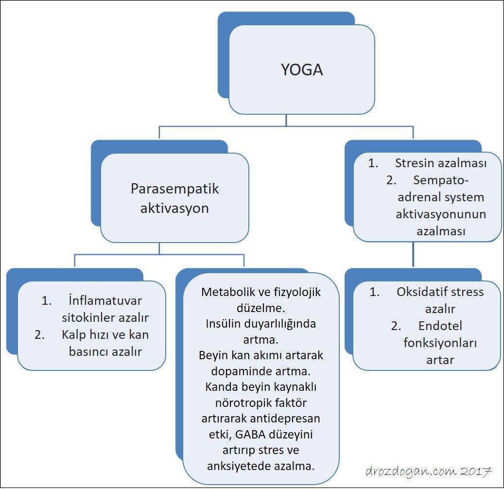 yoga nasil etki eder fizyolojik ve metabolik degisimler