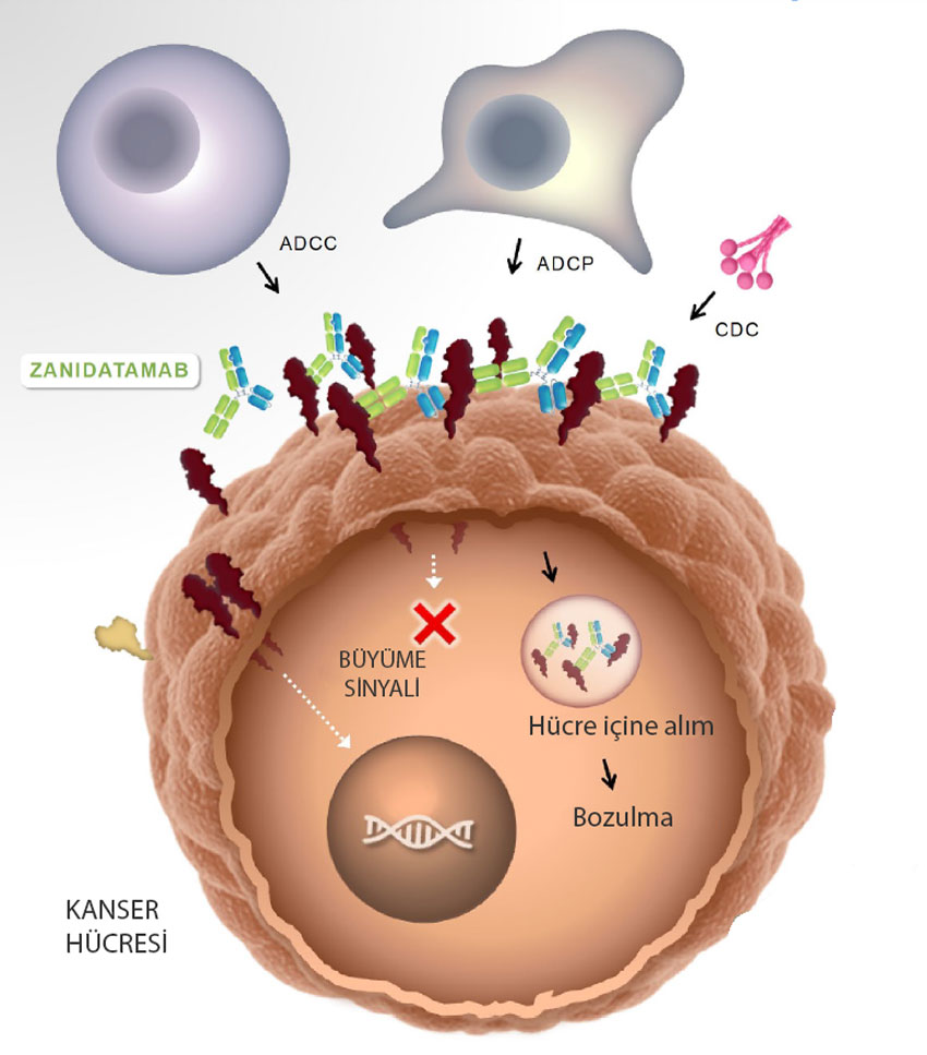zanidatamab etki mekanizması nedir