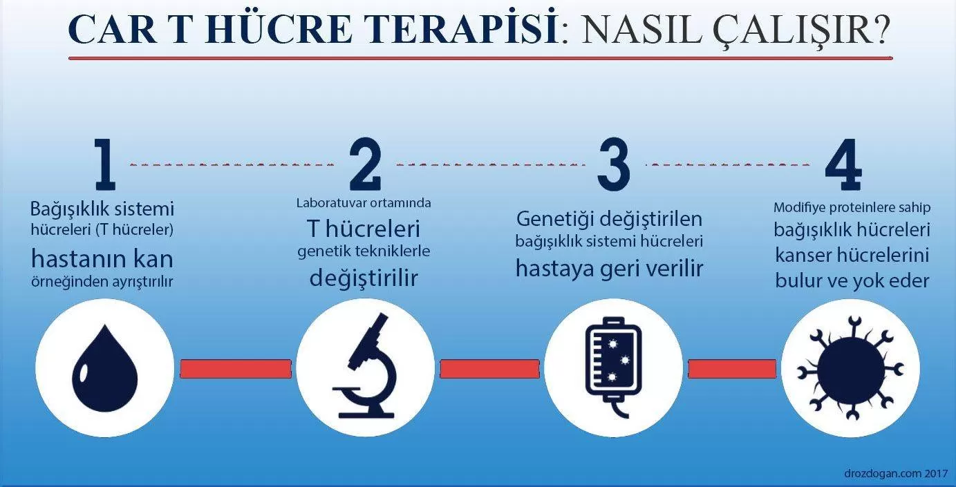 t lenfosit hucre nedir bagisiklik sistemi tedavilerinin anahtari